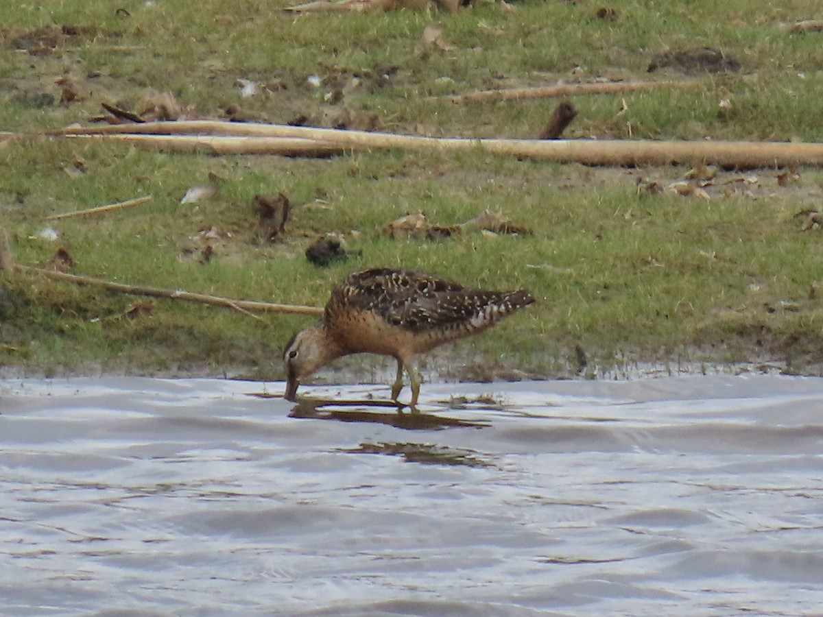 Long-billed Dowitcher - ML622053767