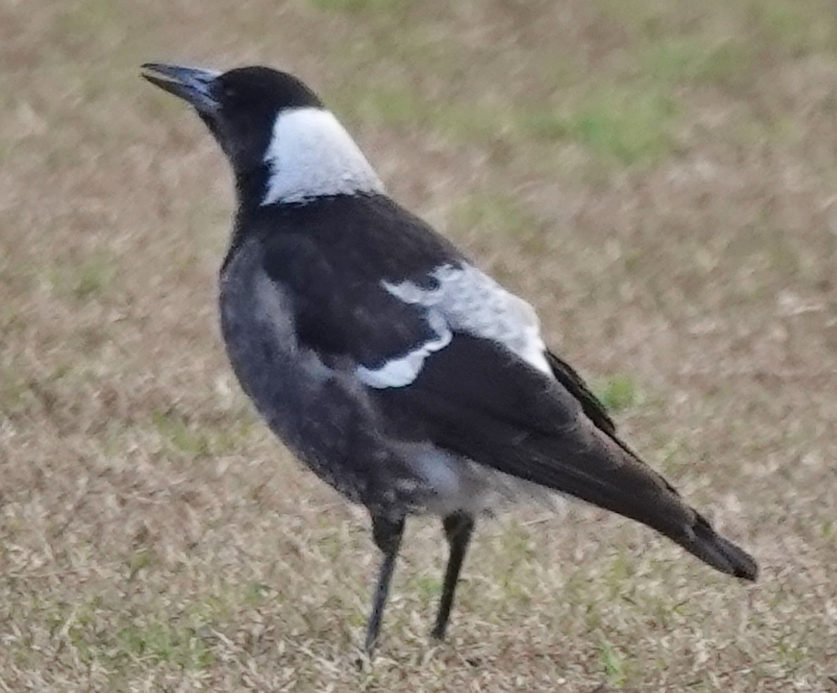 Australian Magpie (Black-backed) - ML622053768