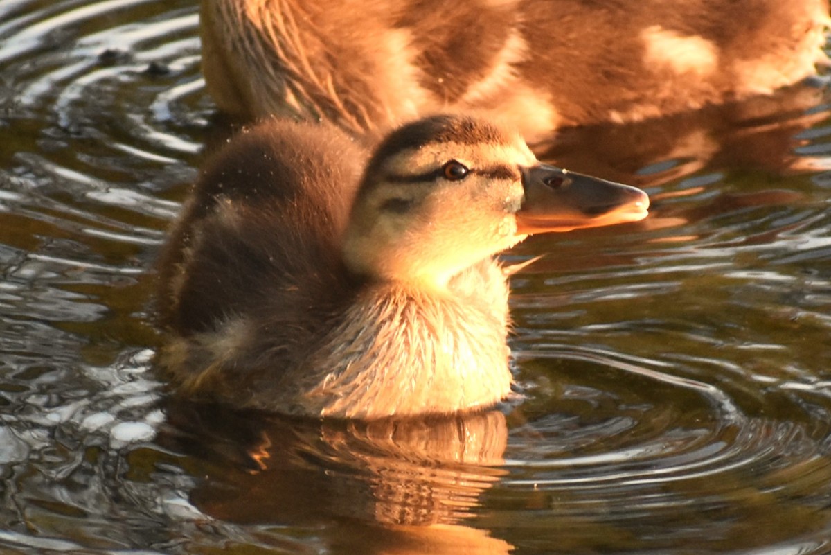 Mallard - ML622053770