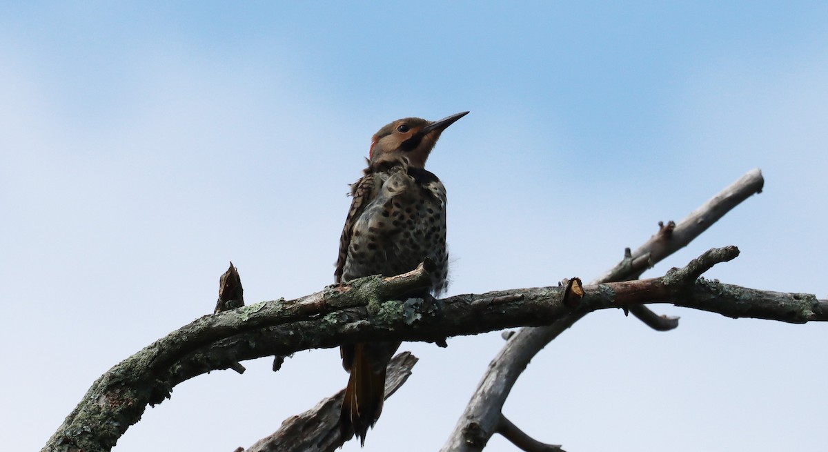 Northern Flicker - ML622053773