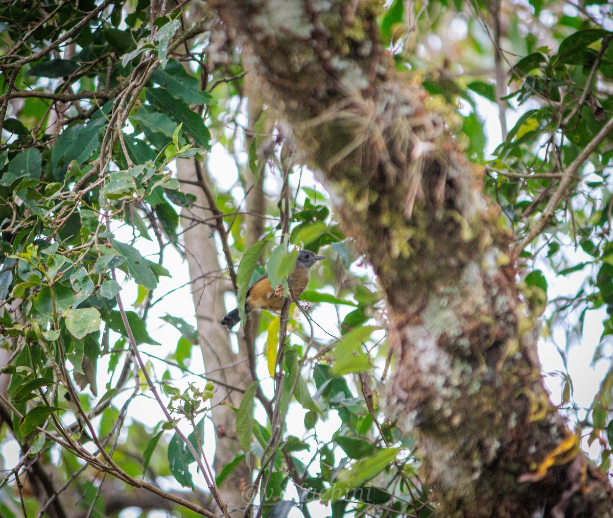 Variable Antshrike - ML622053796