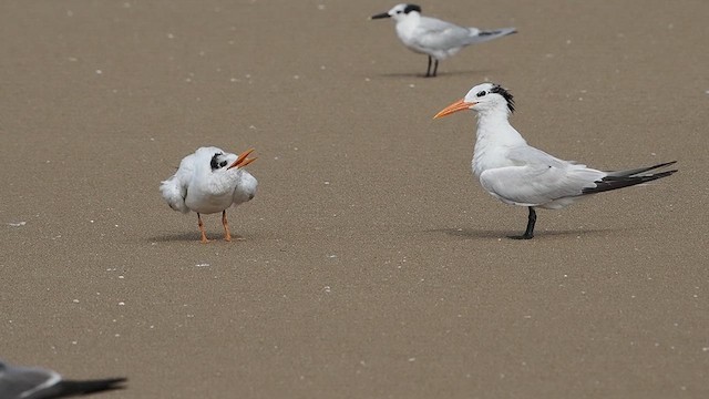 アメリカオオアジサシ - ML622053800