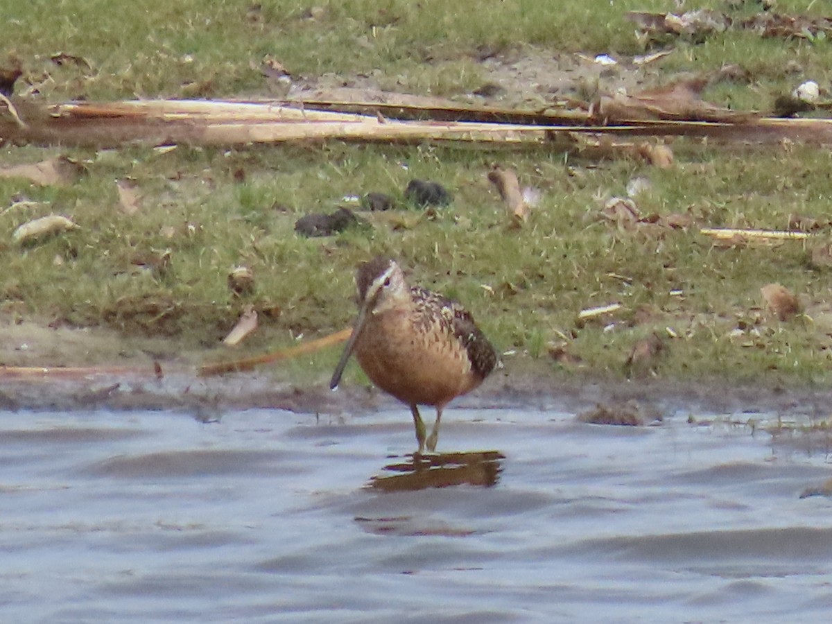 langnebbekkasinsnipe - ML622053802