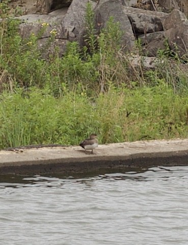 Hooded Merganser - ML622053803