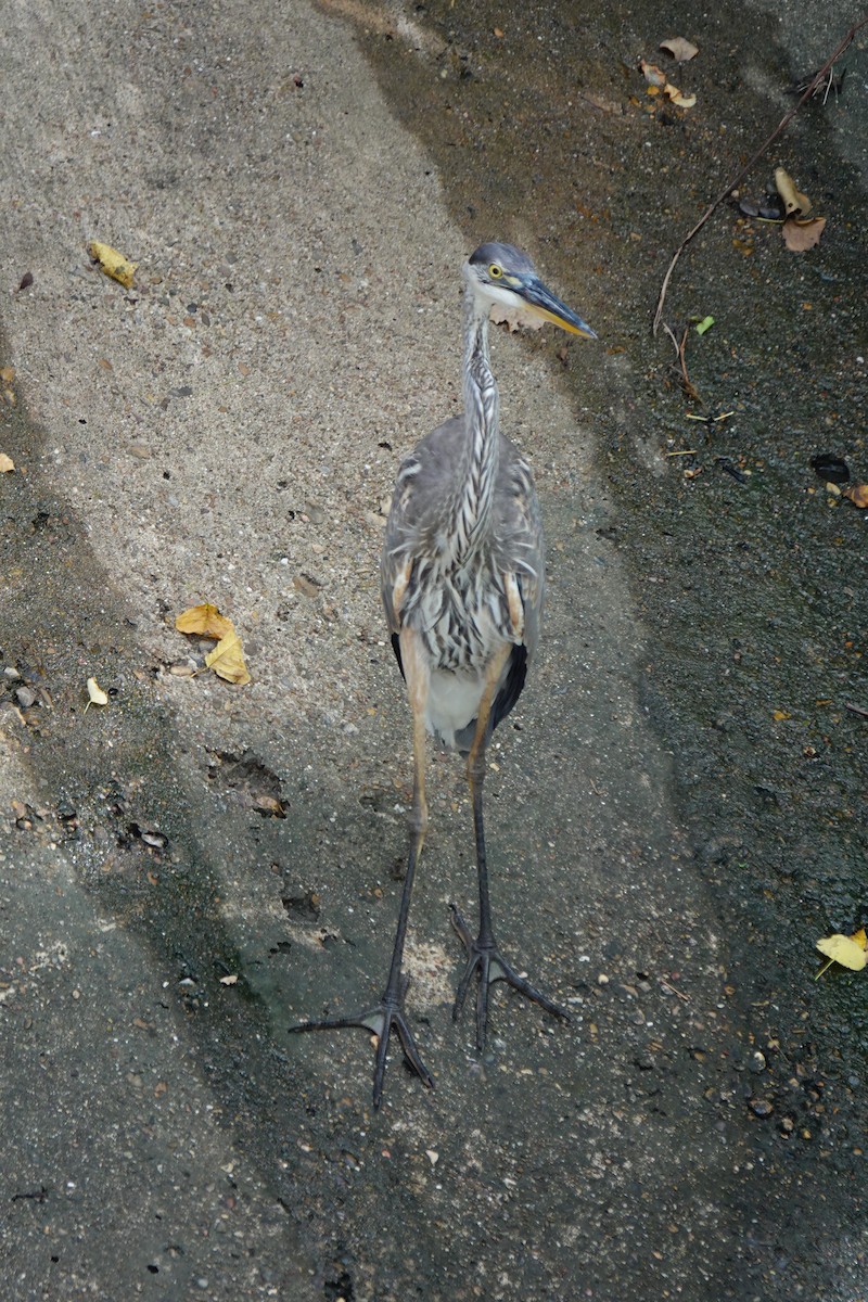 Great Blue Heron - ML622053805