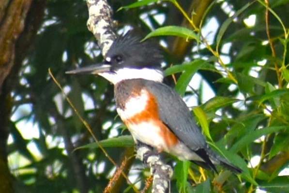 Belted Kingfisher - ML622053806