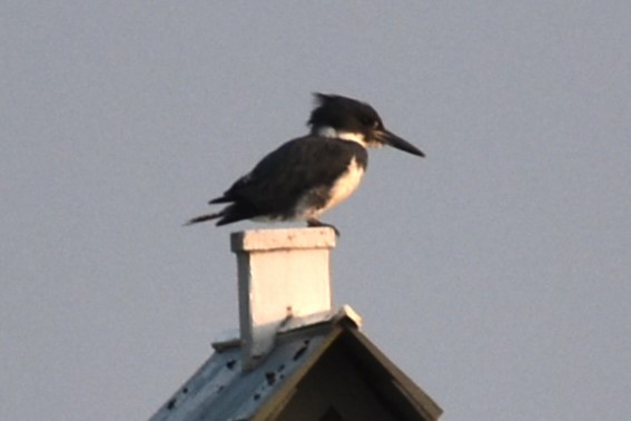 Belted Kingfisher - ML622053807