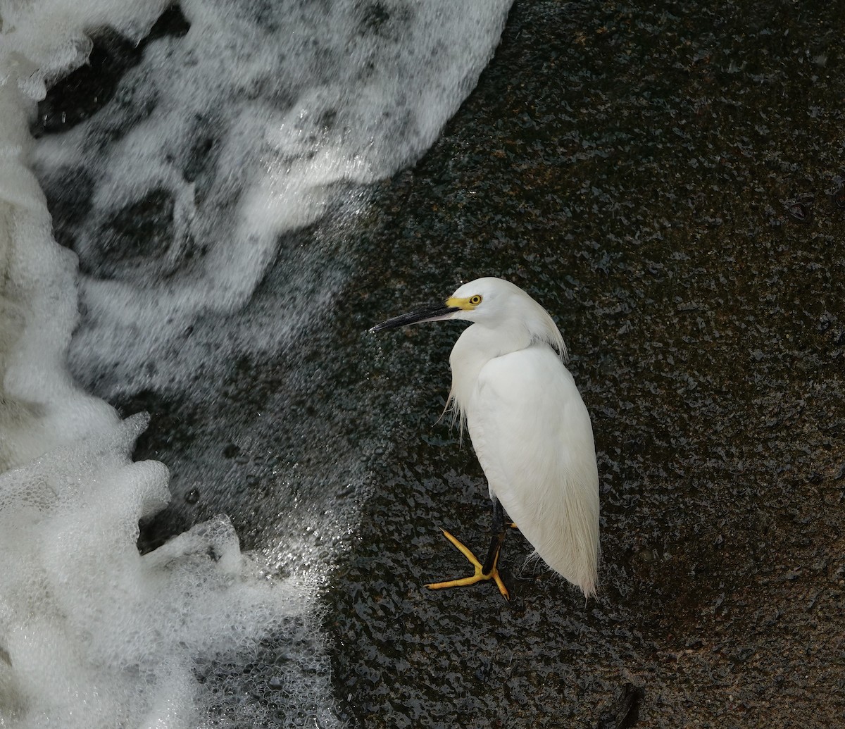 Snowy Egret - ML622053809