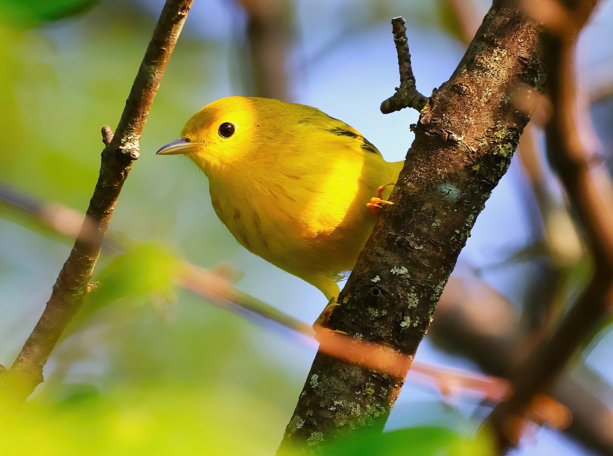 Yellow Warbler - ML622053811