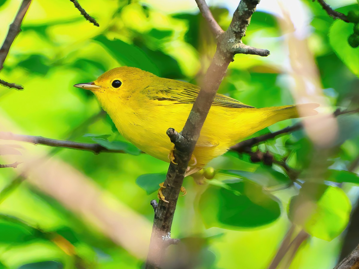 Yellow Warbler - ML622053812