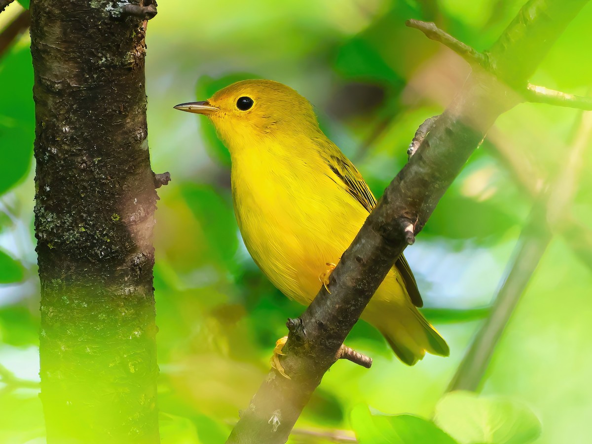 Yellow Warbler - ML622053813