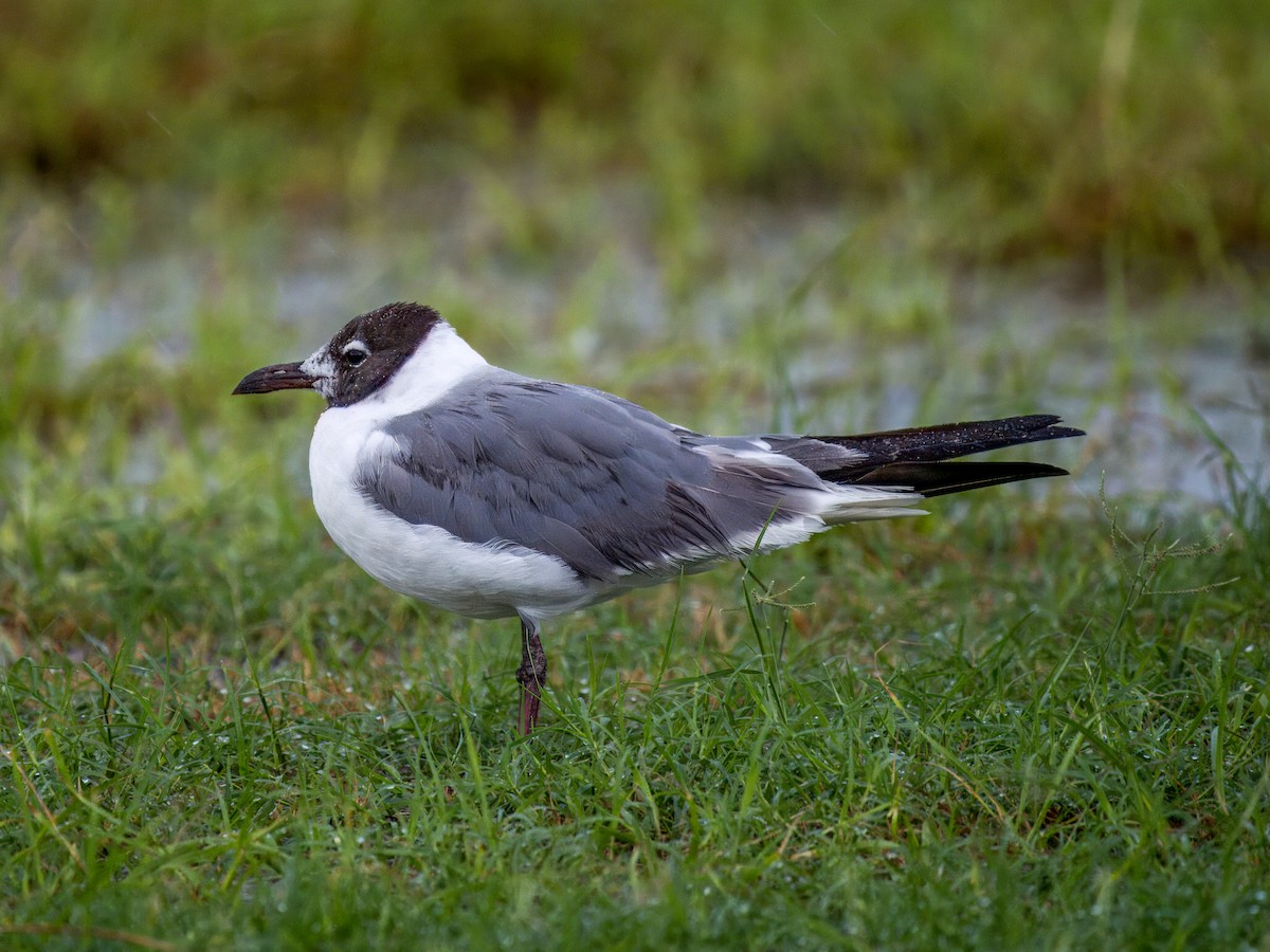 Aztekenmöwe - ML622053820