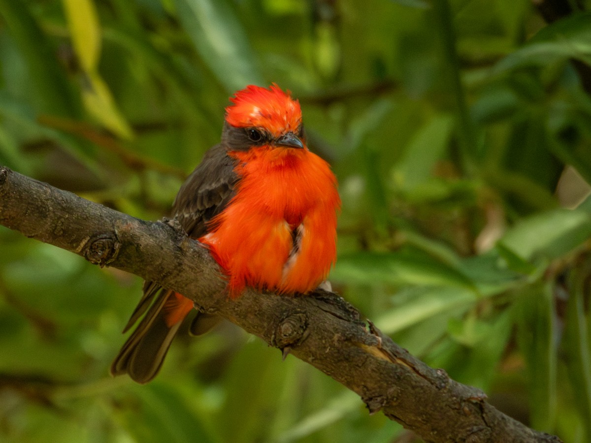 Vermilion Flycatcher (Northern) - ML622053821