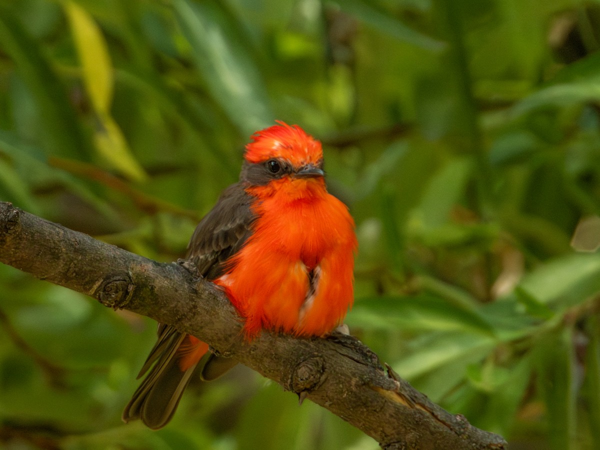 Vermilion Flycatcher (Northern) - ML622053822