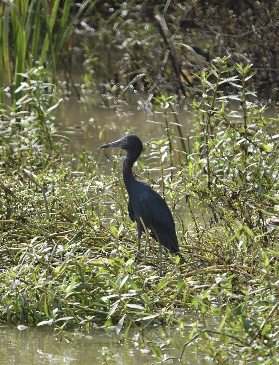 Little Blue Heron - ML622053823