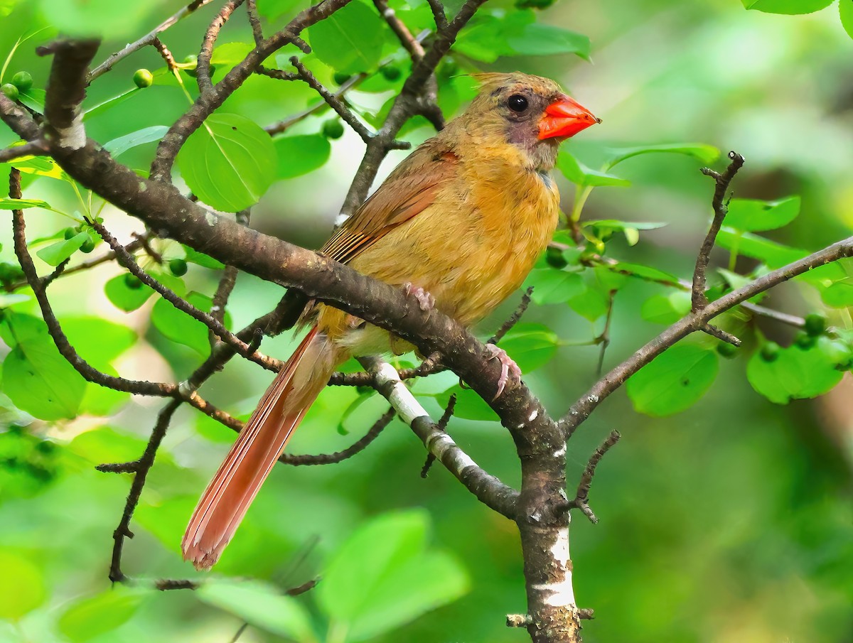 Northern Cardinal - ML622053824