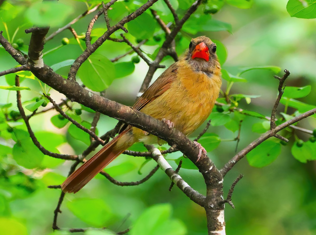 Northern Cardinal - ML622053825