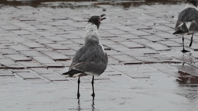 Laughing Gull - ML622053827