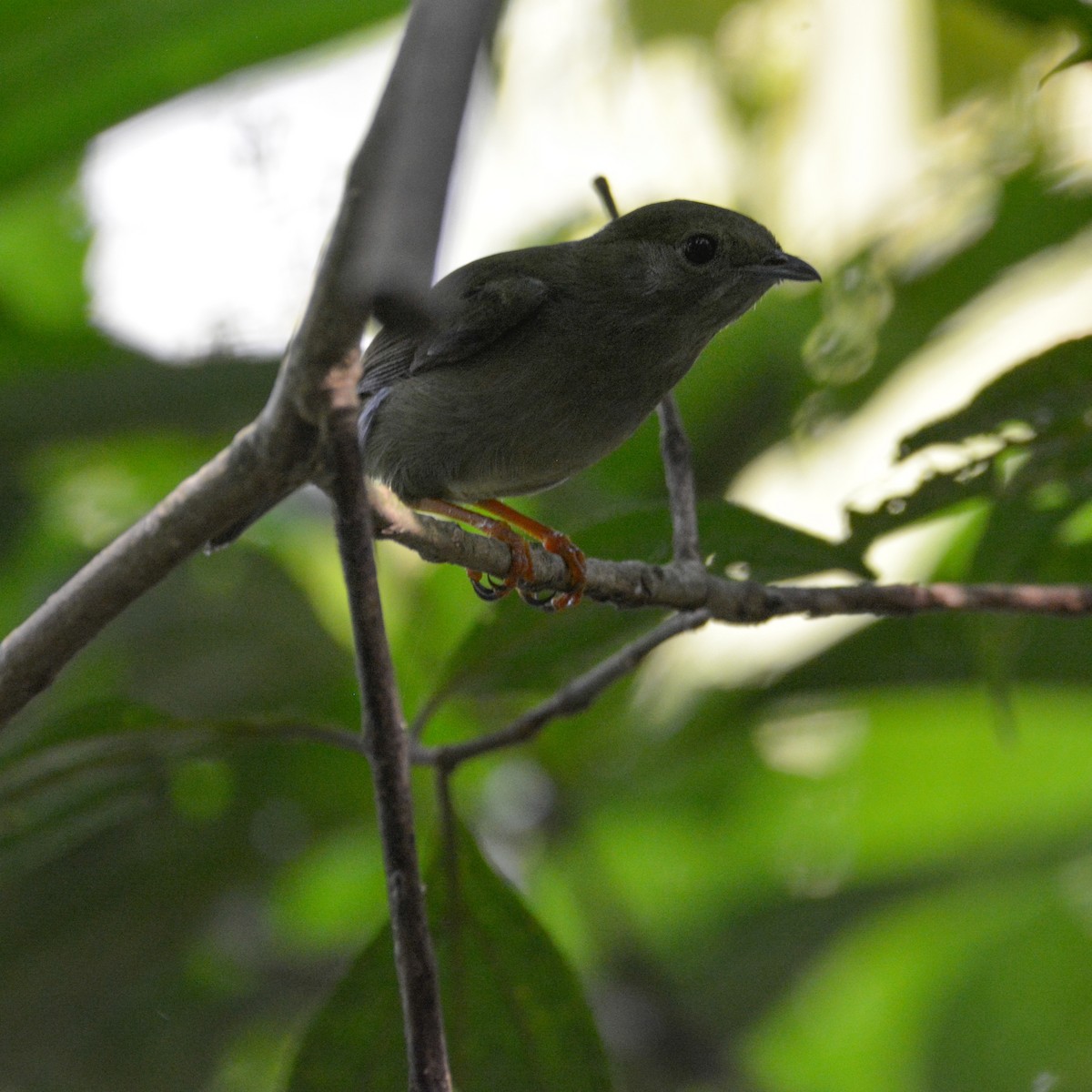 White-bearded Manakin - ML622053828