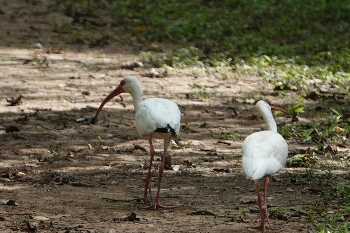 White Ibis - ML622053830