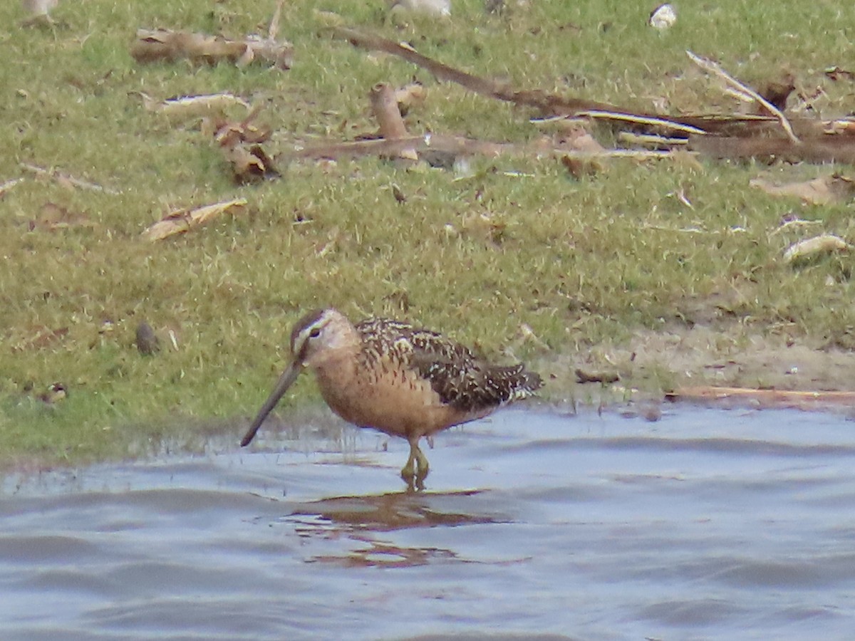 langnebbekkasinsnipe - ML622053831