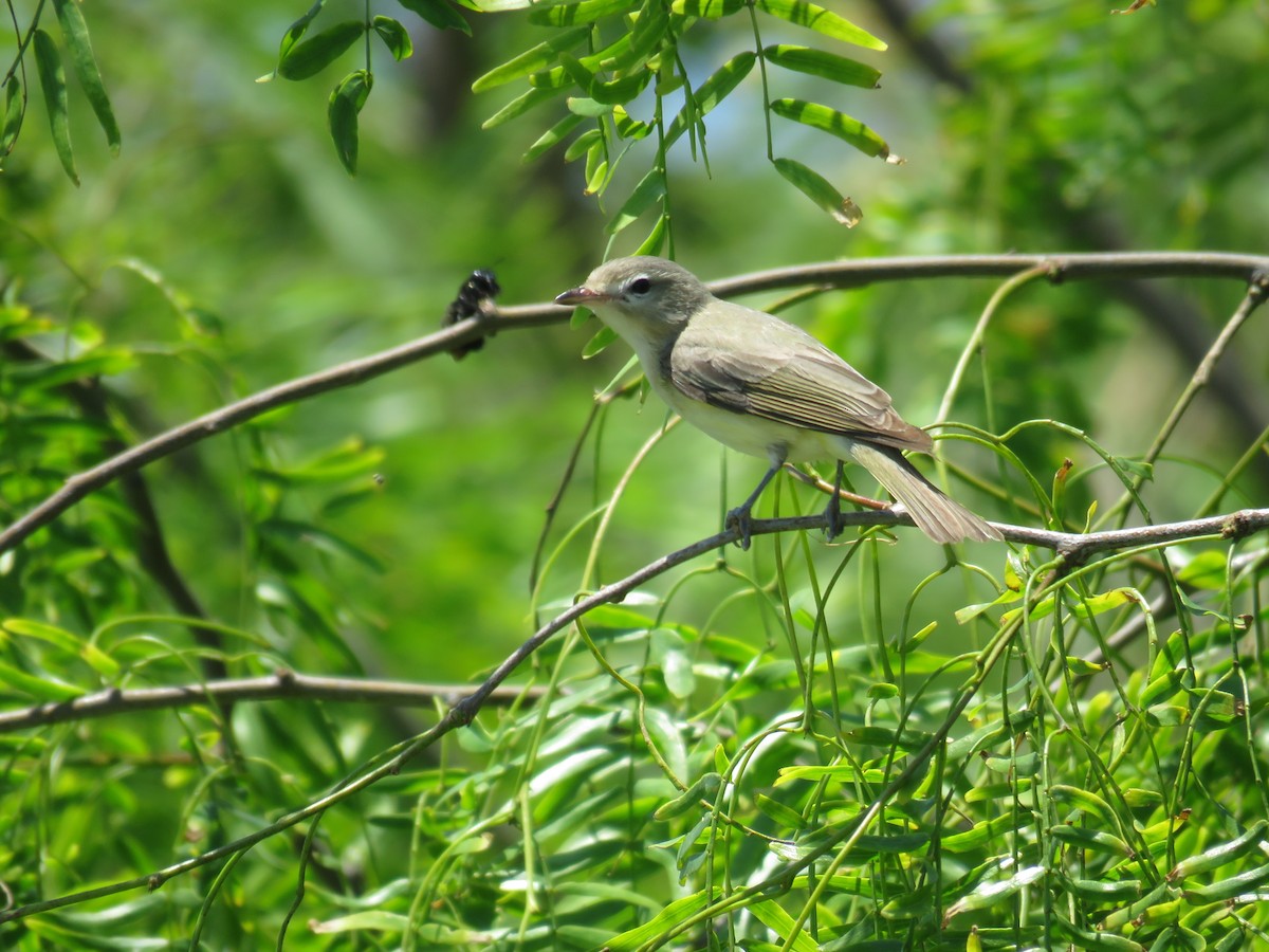 Warbling Vireo - ML622053832