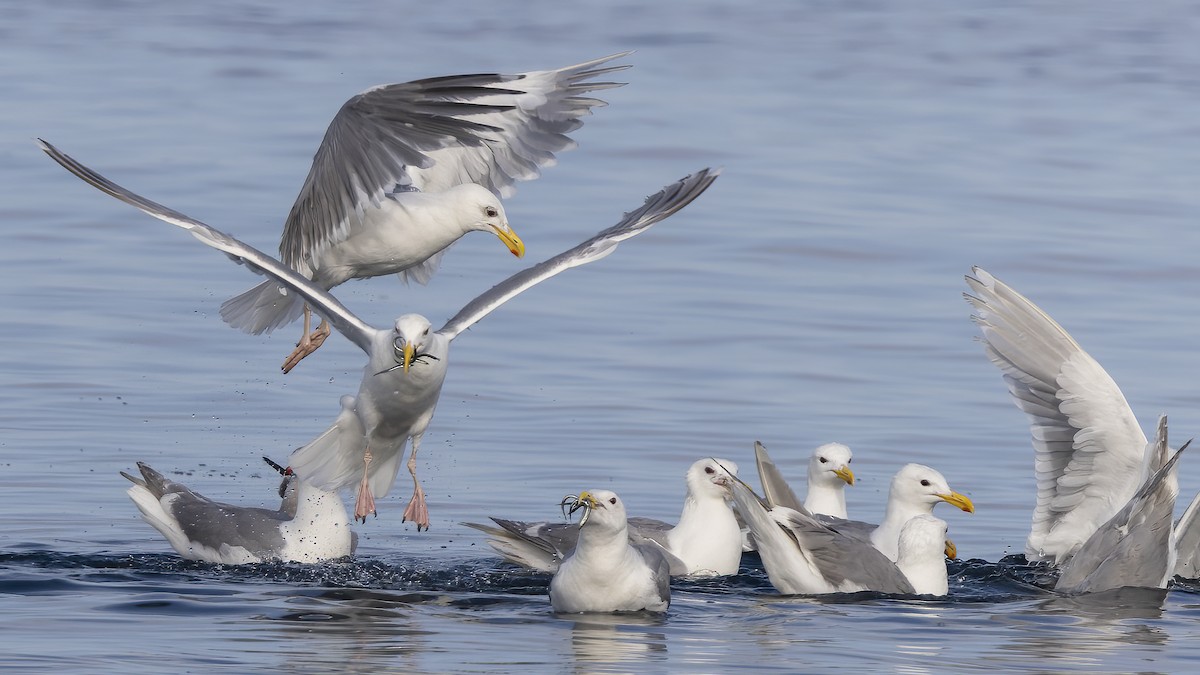 Glaucous-winged Gull - ML622053833