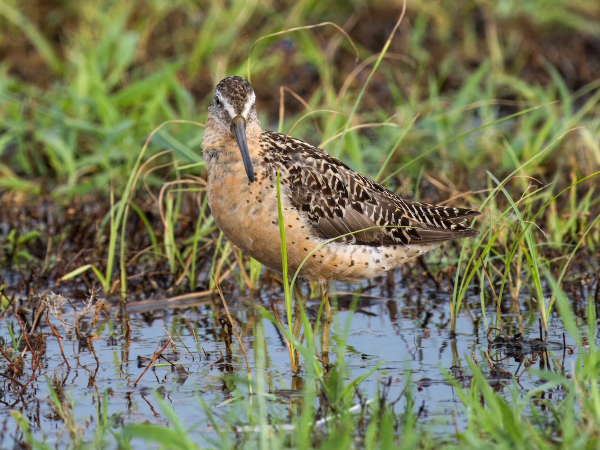 Short-billed Dowitcher - ML622053849