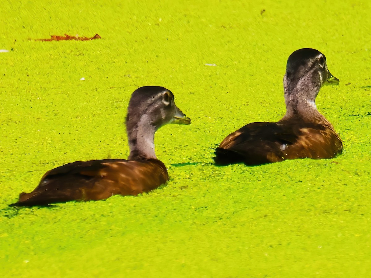 Wood Duck - ML622053856