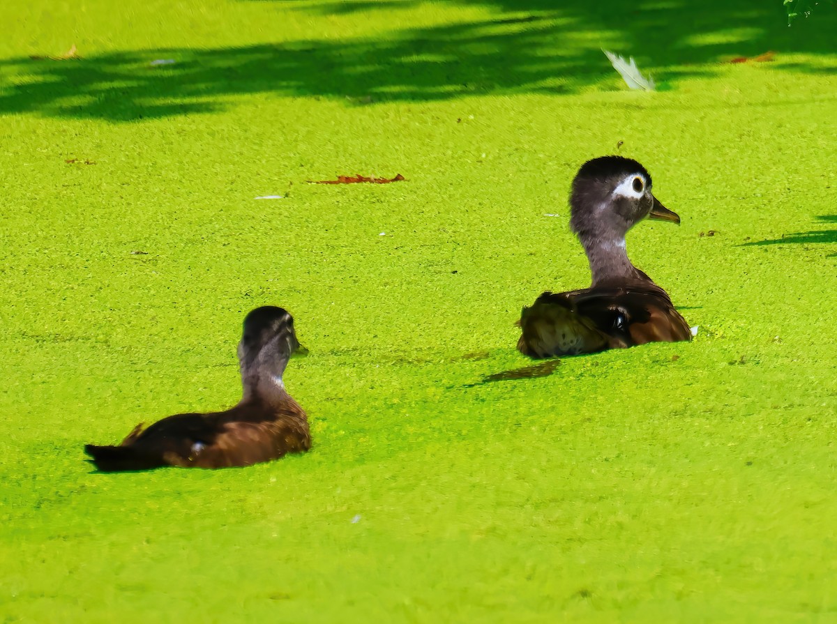 Wood Duck - ML622053857