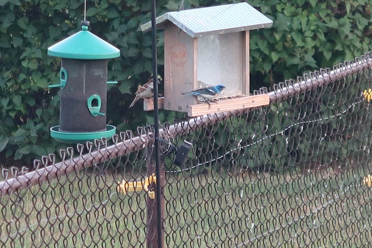 Lazuli Bunting - ML622053859