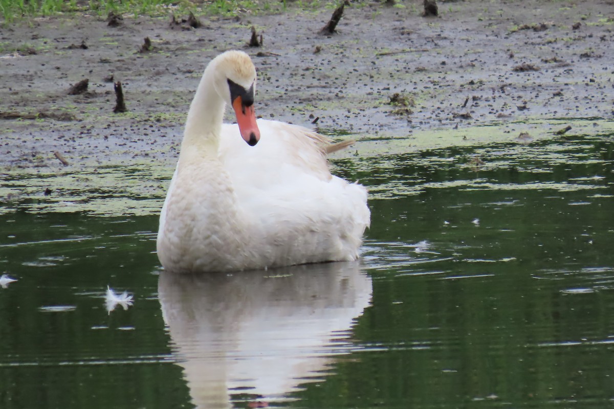 Mute Swan - ML622053864