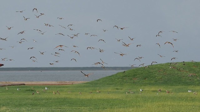 Short-billed Dowitcher - ML622053871