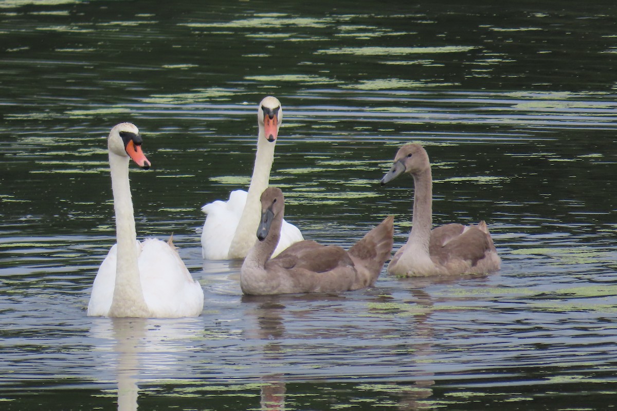 Mute Swan - ML622053874