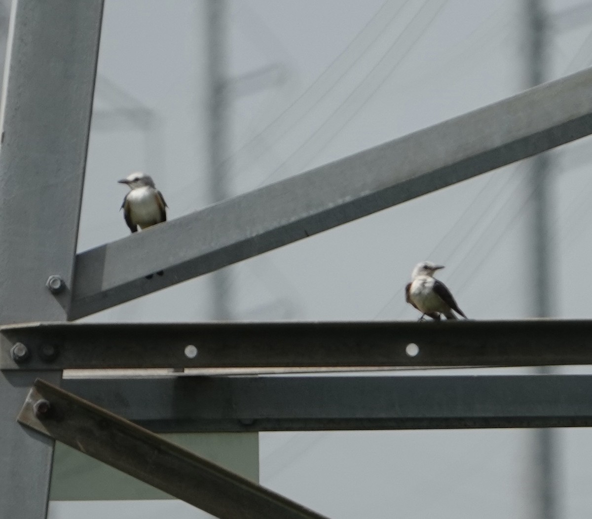 Scissor-tailed Flycatcher - ML622053875