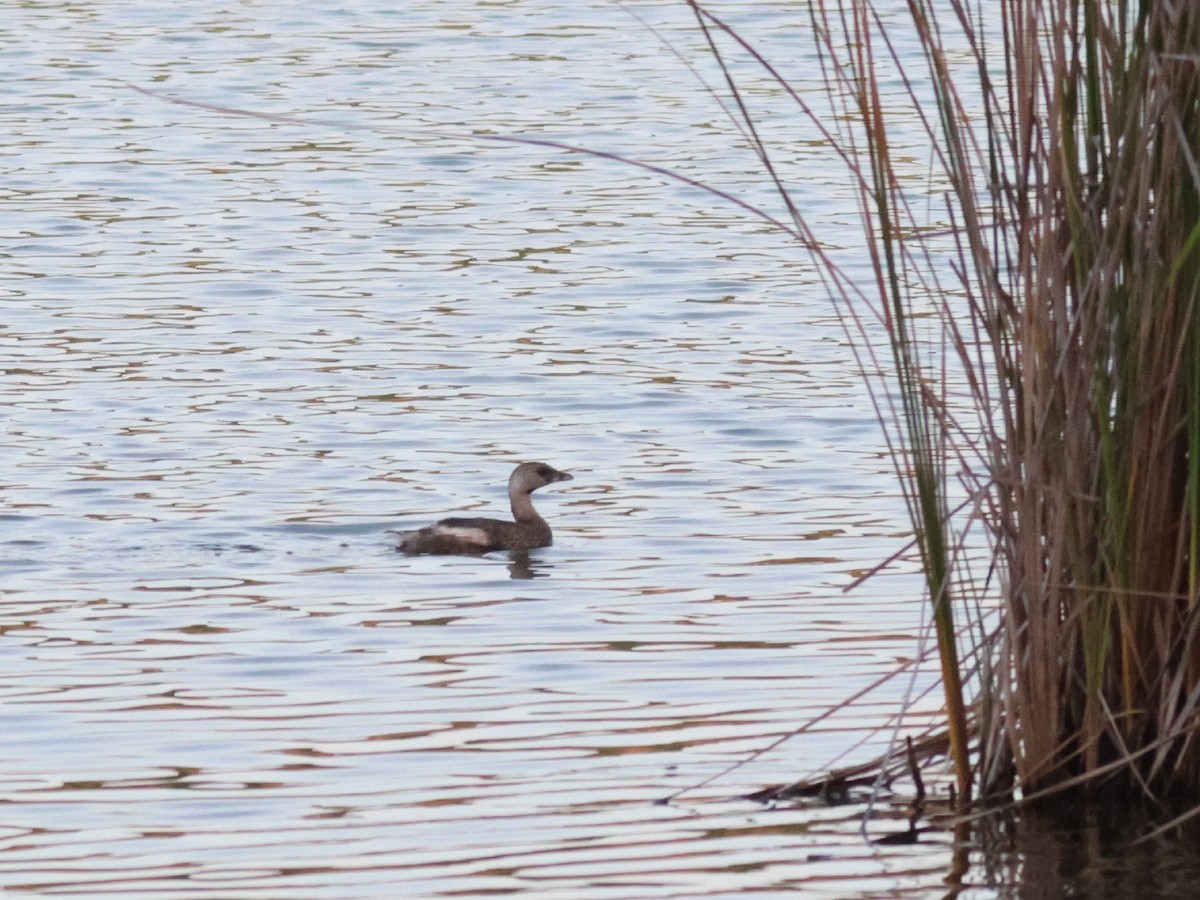 Pied-billed Grebe - ML622053876