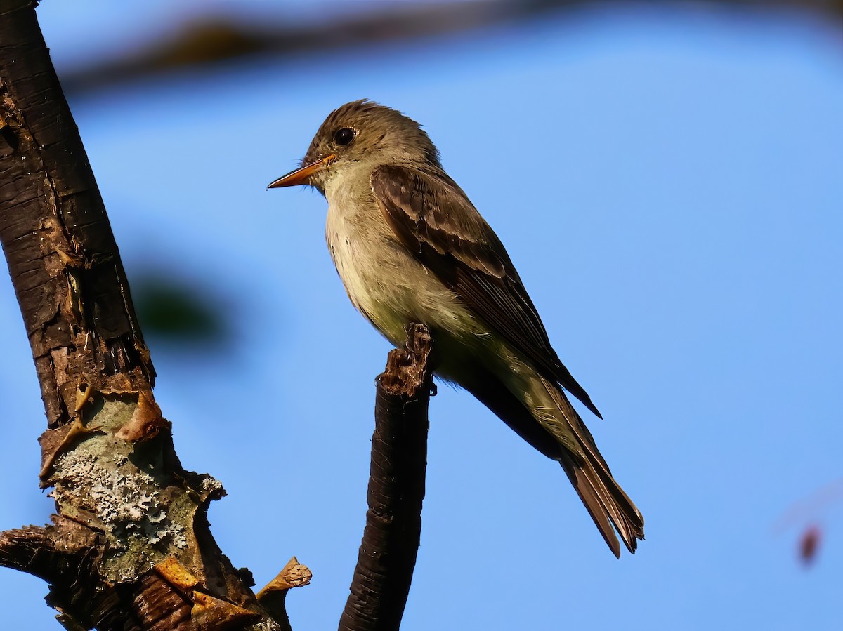 Eastern Wood-Pewee - ML622053877