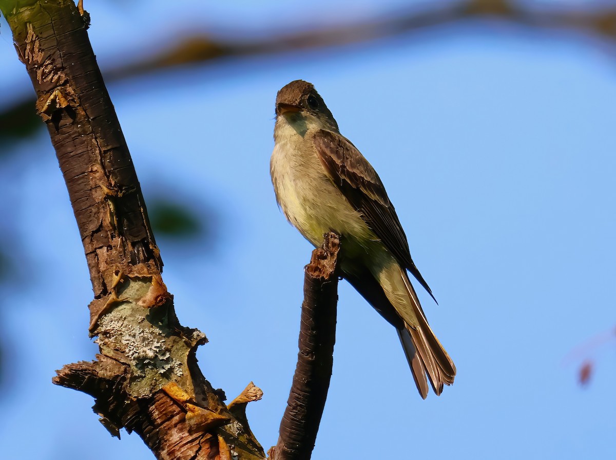 Eastern Wood-Pewee - ML622053878