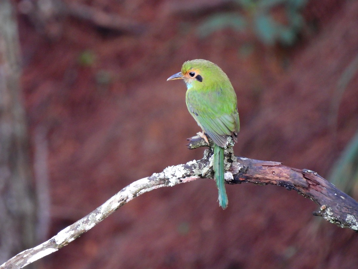 Blue-throated Motmot - ML622053879