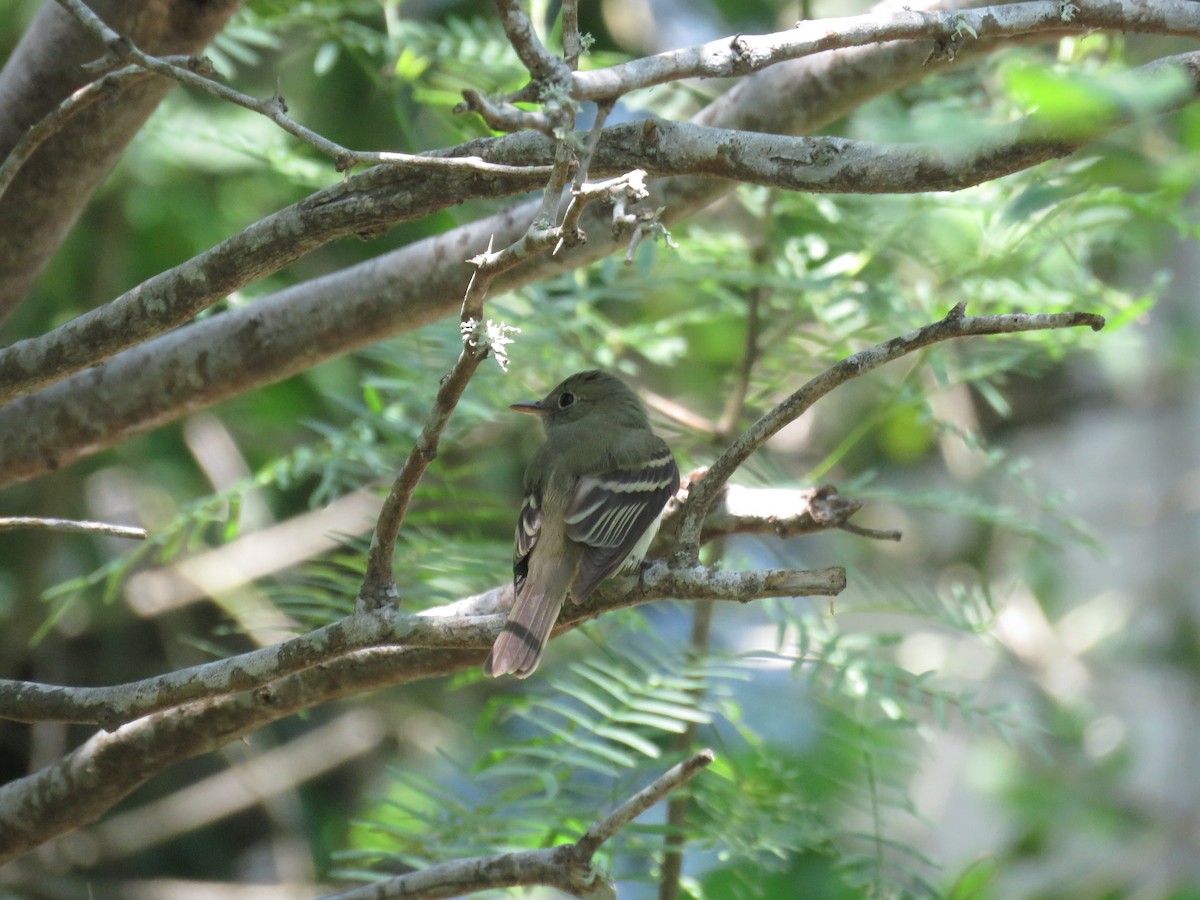 Acadian Flycatcher - ML622053880