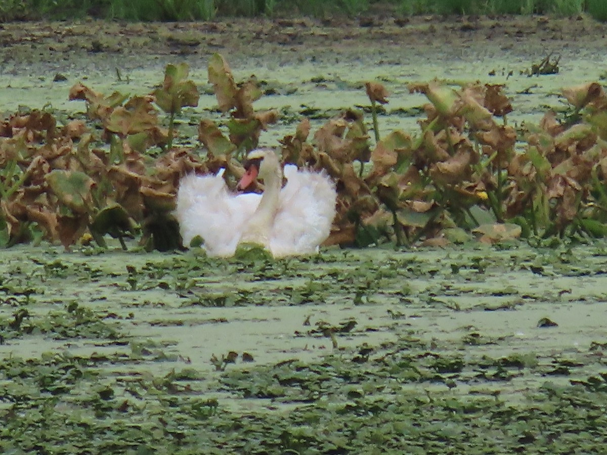 Mute Swan - ML622053881