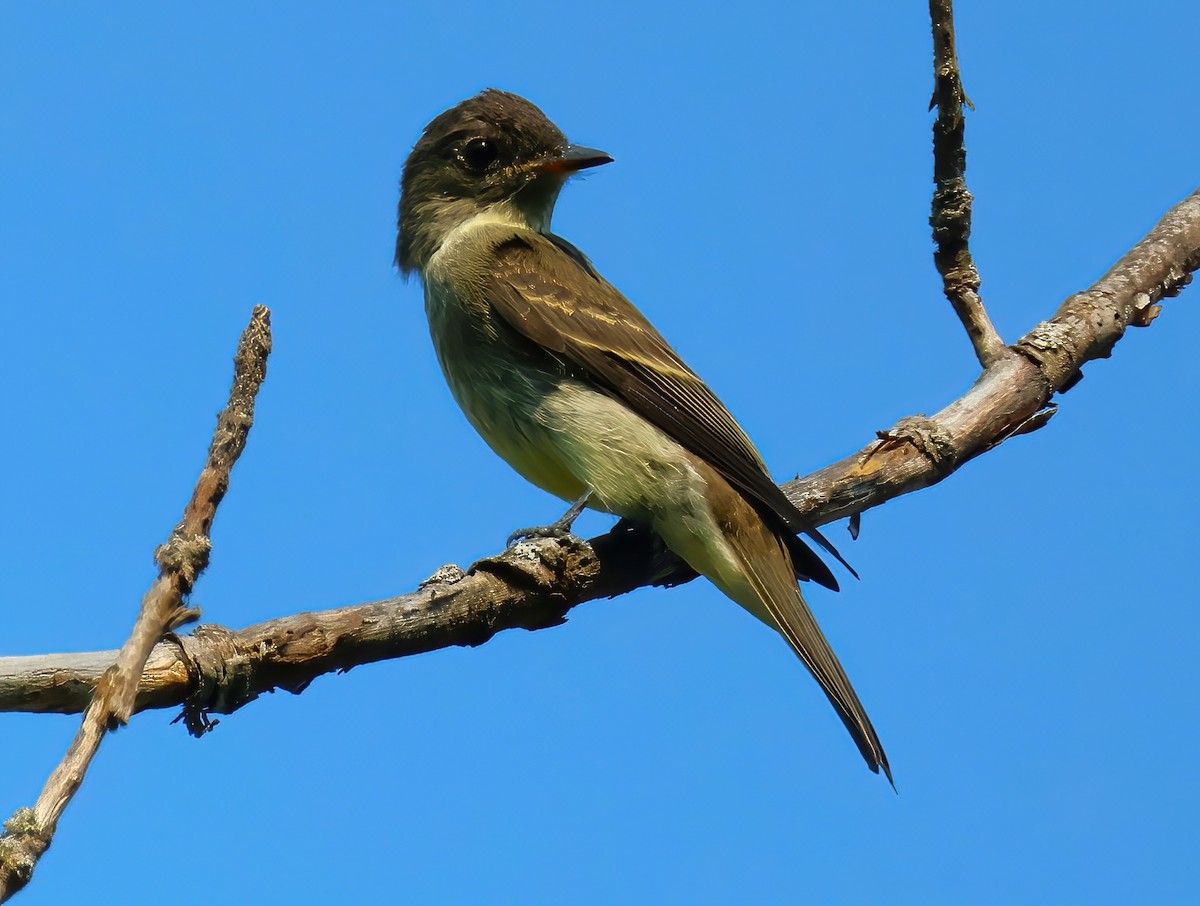 Eastern Phoebe - ML622053882