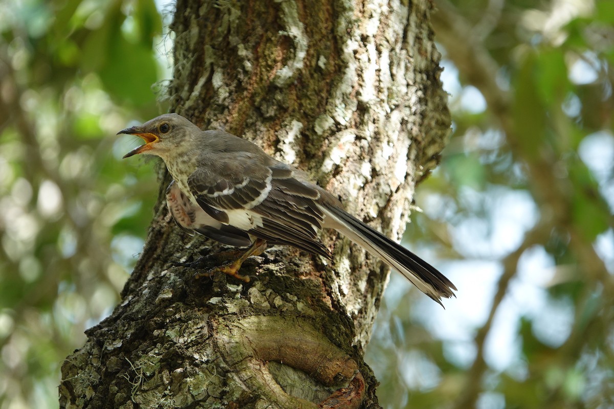 Northern Mockingbird - ML622053883