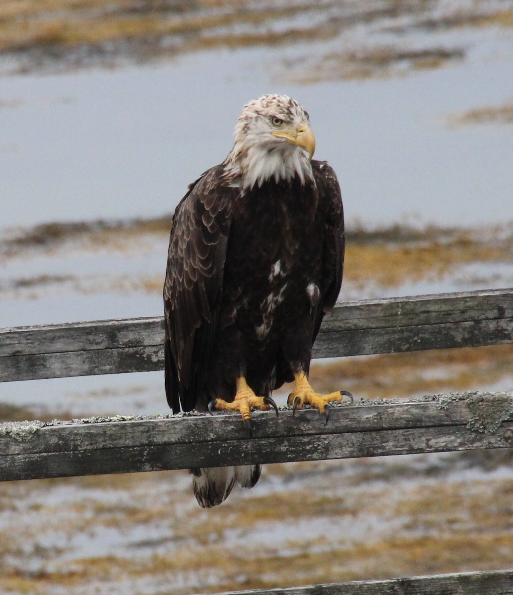 Bald Eagle - ML622053884