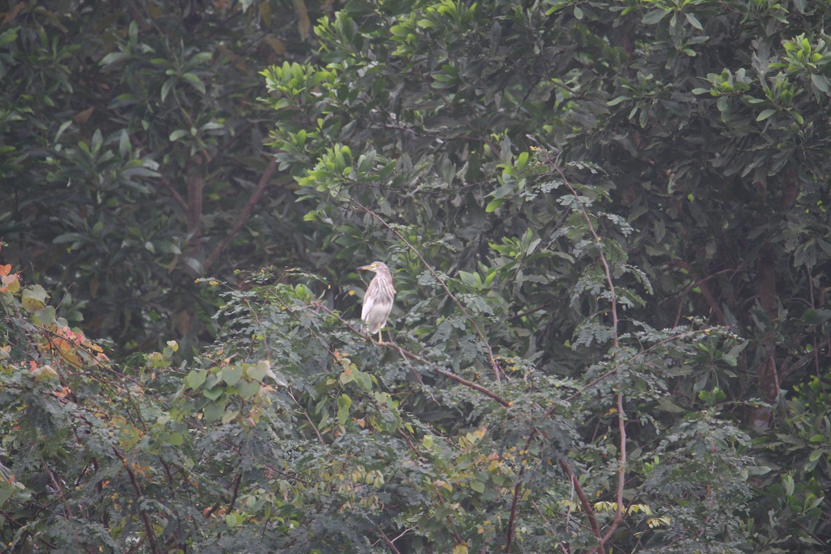 Chinese Pond-Heron - ML622053887