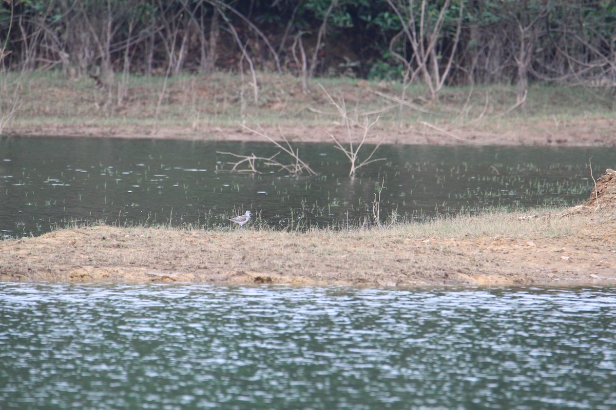 Common Greenshank - ML622053890