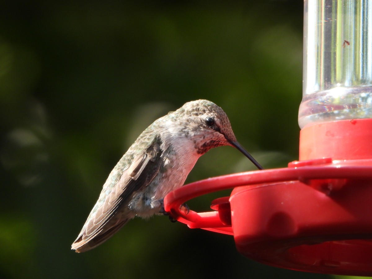 Black-chinned Hummingbird - ML622053892