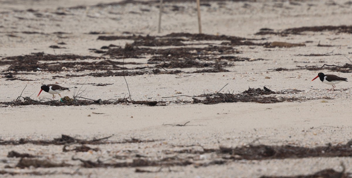 American Oystercatcher - ML622053893