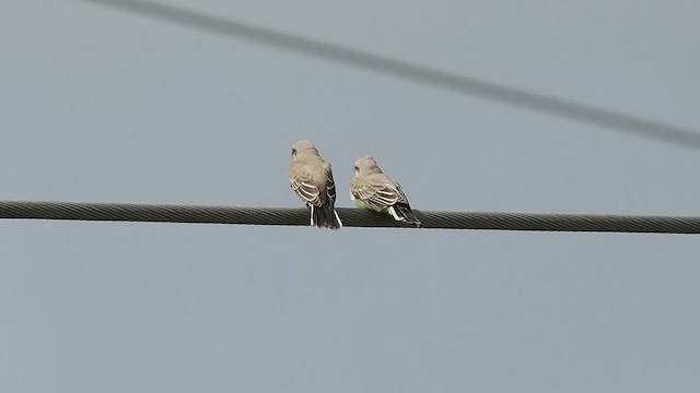 Western Kingbird - ML622053902