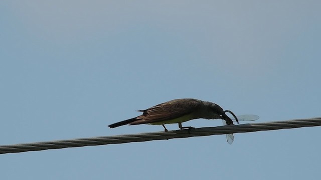 Western Kingbird - ML622053907